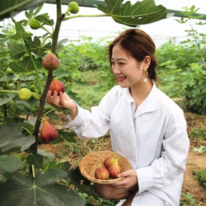 无花果树果苗地栽盆栽当年结果南方波姬红特大无花果树苗