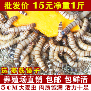 大麦虫活虫鲜活面包虫大号黄粉虫金龙鱼鱼食八哥画眉鸟食活体虫子