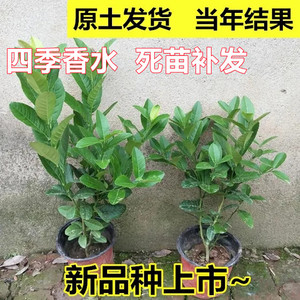 四季香水柠檬树苗大型绿植高杆柠檬树广州棒棒糖客厅室内盆栽带果