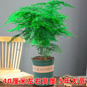 文竹苗盆栽桌面绿植花卉盆景云竹常青植物室内包邮