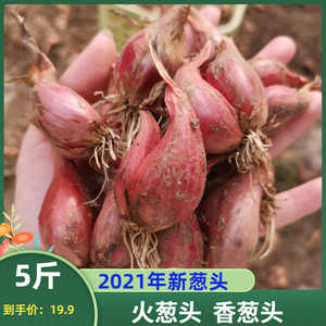 5斤 农家红葱头种火葱种新鲜饱满香葱种种植盆栽食用小香葱种包邮