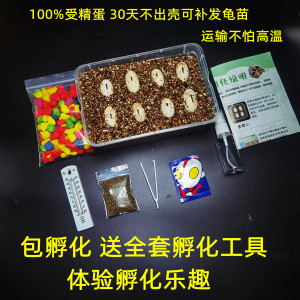 乌龟蛋可孵化套装受精蛋网红儿童小宠物龟苗草龟巴西龟活物