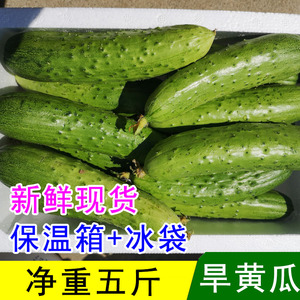 旱黄瓜新鲜蔬菜小黄瓜水果农孕妇脆黄瓜东北特产嫩 5斤包邮