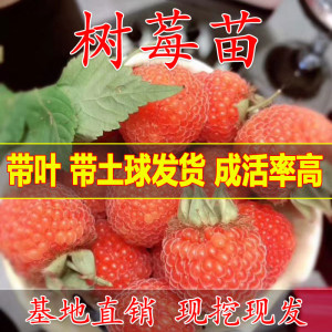 树莓苗红树莓覆盆子树南方北方种植盆栽地栽黑树莓果树苗当年结果