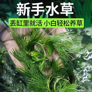 净水植物蜈蚣草好养耐活鱼缸水草活水草新手易养绿菊活体真水草