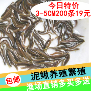 台湾泥鳅苗 小泥鳅苗泥鳅苗活体泥鳅苗 筏钓龙鱼乌龟活体饲料包邮