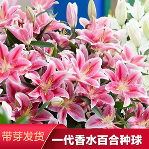 进口香水百合种球重瓣香水百合花球可地栽盆栽四季开花带芽发货