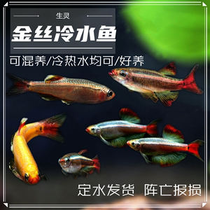 白云黄瑰丽金丝鱼活体小型原生鱼冷水不加温观赏原生淡水红尾灯科