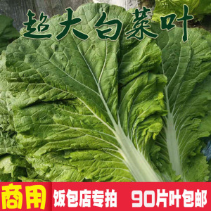 【现摘现发】东北新鲜白菜叶饭包叶超大白菜叶饭包店商用叶90片