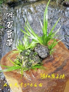 附石菖蒲水培植物微景观绿植龙根附石盆景昌蒲草水生缸龟缸造景植