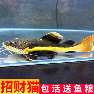 招财猫鱼苗活体狗仔鲸红尾猫底层鲶鱼鸭嘴热带观赏鱼大型龙鱼配鱼