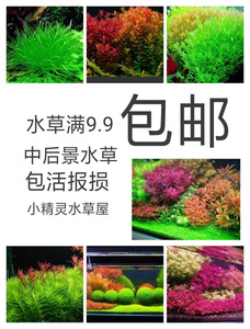 鱼缸水族箱水草造景套餐绿菊植物活体淡水中后景合集懒人宫廷丁香