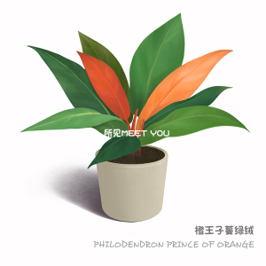 所见| 橙王子奥兰治国王蔓绿绒Philodendron PrinceOfOrange盆栽