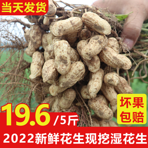 2022年新鲜湿花生带壳生花生粉红皮农家种植河南散装水煮现挖现发