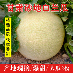 甘肃兰州白兰瓜香瓜甜瓜新鲜水果当季网纹银蒂沙漠蜜瓜10斤整箱