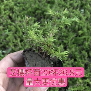 芝樱花苗丛生福禄考花苗四季易种花苗庭院绿化工程绿化耐寒耐旱苗