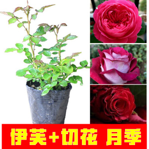 切花月季伊芙小苗  玫瑰花 大花浓香四季开花4送1 大于奶奶