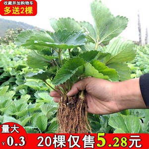 四季草莓苗盆栽带土 带花带果食用牛奶草莓秧南北方当年结果阳台