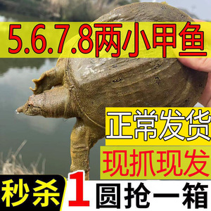 5两6两7两8两卤味麻辣小甲鱼原料甲鱼苗小王八食用鲜活水产品包邮