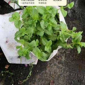 【薄荷盆栽】植物盆栽任意三盆包邮 只拍一盆不发