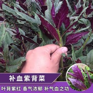 天然补血紫背菜种子天葵血皮菜种籽四季盆栽阳台红凤菜观音菜种孑