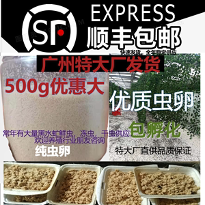 有货现货100g黑水虻虫卵幼虫虫蛋 顺丰京东包邮 对公发票 孵化好