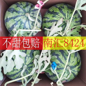 上海南汇8424西瓜【 3-4只】黑籽皮薄多汁头茬瓜非麒麟瓜新鲜水果