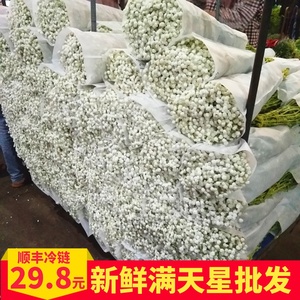 满天星鲜花云南昆明鲜花直批千万星勿忘我水晶草情人草基地按斤卖