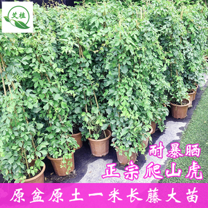 爬山虎苗爬藤植物四季常青爬墙虎阳台庭院子遮阴耐晒攀援绿植盆栽