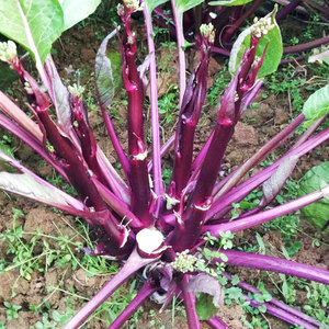 红菜苔种子种籽春季蔬菜蔬莱孑广东菜籽菜种四季菜心南方冬季大全