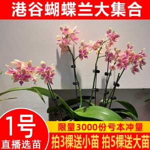 港谷蝴蝶兰花带花苞卉盆栽花苗浓香白色鲜花室内绿植双剑小室内花