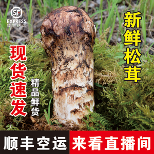 【现货】香格里拉新鲜松茸鲜精品野生菌蘑菇出口级云南特产礼品