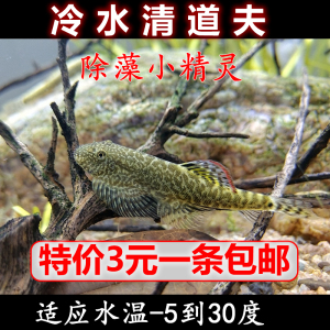 原生吸鳅鱼冷水清道夫麦氏双吸盘贵州爬岩琵琶除藻清洁工具观赏鱼