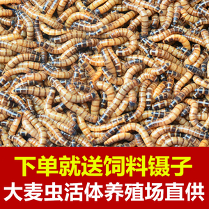 大麦虫活虫鲜活体非面包虫黄粉虫金龙鱼饲料活体八哥画眉鸟食虫子