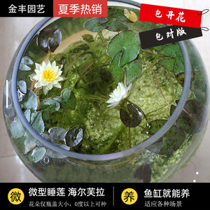 微型睡莲迷你水培植物海尔芙拉四季带花苞种籽鲜花根块根茎花卉