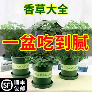 香草植物盆栽罗勒迷迭香薄荷九层塔紫苏碰碰香可食用驱蚊绿植香料