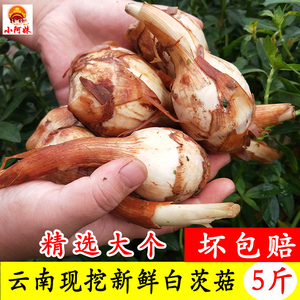 云南农家野地慈姑茨菰白茨菇菇新鲜马蹄芽5斤蔬菜种苗疏菜慈菇