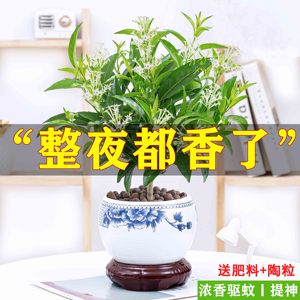 【推荐】夜来香盆栽室内绿植花卉四季开花易活浓香驱蚊净化空气花