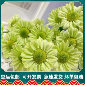 鲜花抹茶小雏菊小邹菊云南昆明斗南基地直发新鲜水养插花花束真花