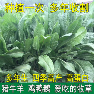 菊苣种籽养殖大叶多年生四季牧草种子鱼羊牛兔鸡鸭鹅猪草种孑再生