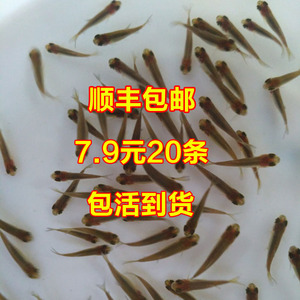 鱼苗活体鲤鱼鲫鱼草鱼青鱼苗龙鱼饲料泥鳅苗鳄龟乌龟开口粮小鱼苗