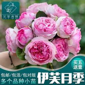 四季开大花浓香月季花苗伊芙婚礼之路乙女心玫瑰盆栽阳台花卉植物