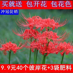 绿植彼岸花种子 曼珠沙华盆栽 彼岸花种球石蒜花  室内种花卉红花