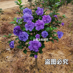 日本重瓣木槿花卉盆栽树苗紫玉蓝莓冰沙阳台庭院棒棒糖植物大花