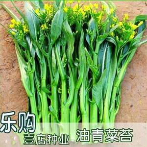 广东四九菜心菜薹种子油菜种籽春秋四季红菜苔白菜苔阳台蔬菜种孑