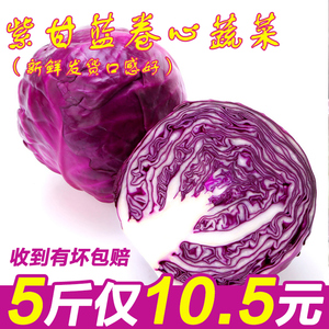 紫甘蓝蔬菜 5斤带箱紫包球生菜紫卷心菜红椰菜新鲜蔬菜沙拉菜包邮