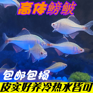 高体鳑鲏原生旁皮鱼菜板鱼除丝藻鱼原生鱼新手鱼冷水鱼观赏鱼包邮