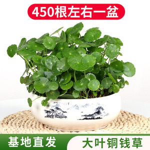 四季好养铜钱草水培盆栽植物办公室内桌面小绿植花卉水养金钱草籽