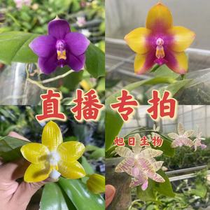 旭日生物原生兰兰室内长寿花带花苞四季花直播专拍