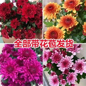 重瓣荷兰菊带花苞雏菊盆栽室内花卉多年生耐寒耐热四季植物开花